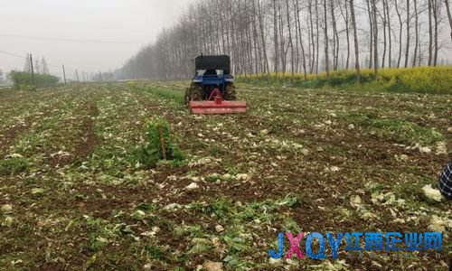 湖南漢壽農(nóng)民自毀萬畝蔬菜 因賣得越多賠得越多