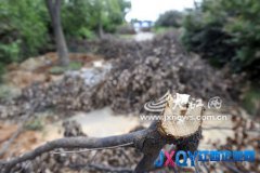 南昌西湖區37棵樟樹被砍了枝丫 是準備偷走？[圖