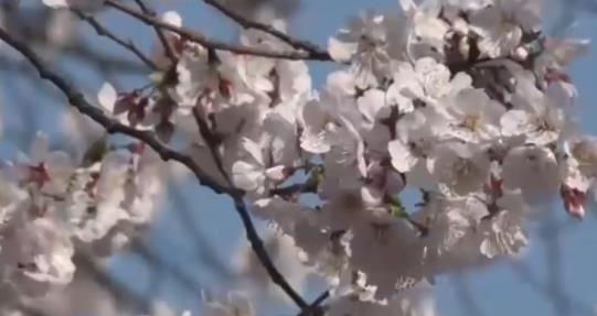 廬山方竹寺：陽(yáng)光明媚藍(lán)天白云 櫻花燦爛迎風(fēng)盛開(kāi)